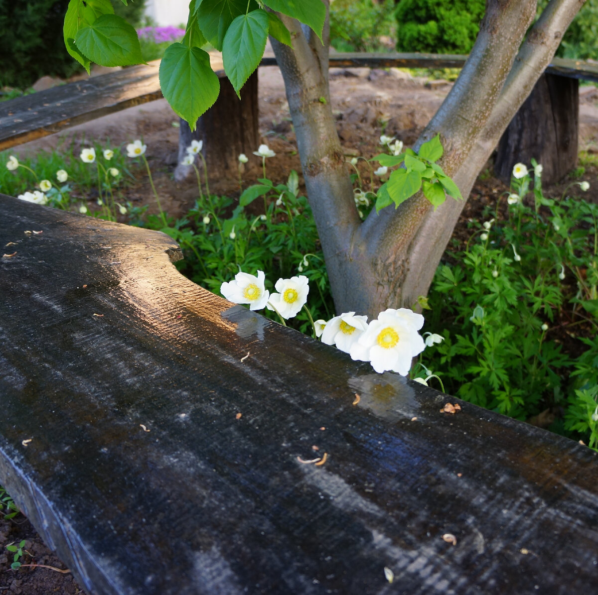Май, анемона под липой