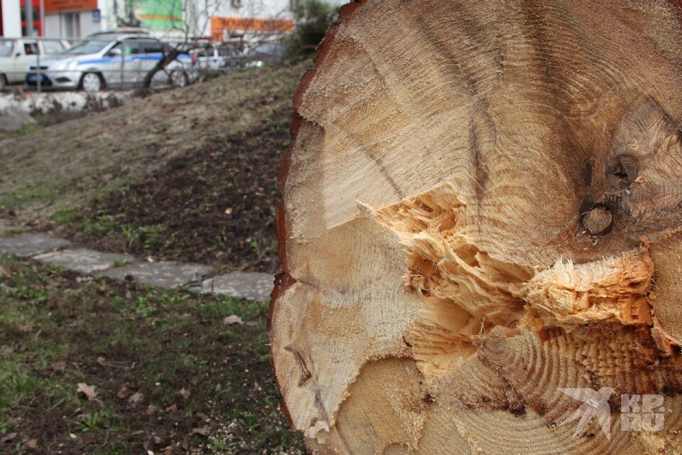     За уничтоженные березы и клены у парка Комсомольский застройщик заплатил 500 тысяч рублей. Генриэтта ПЕРЬЯН