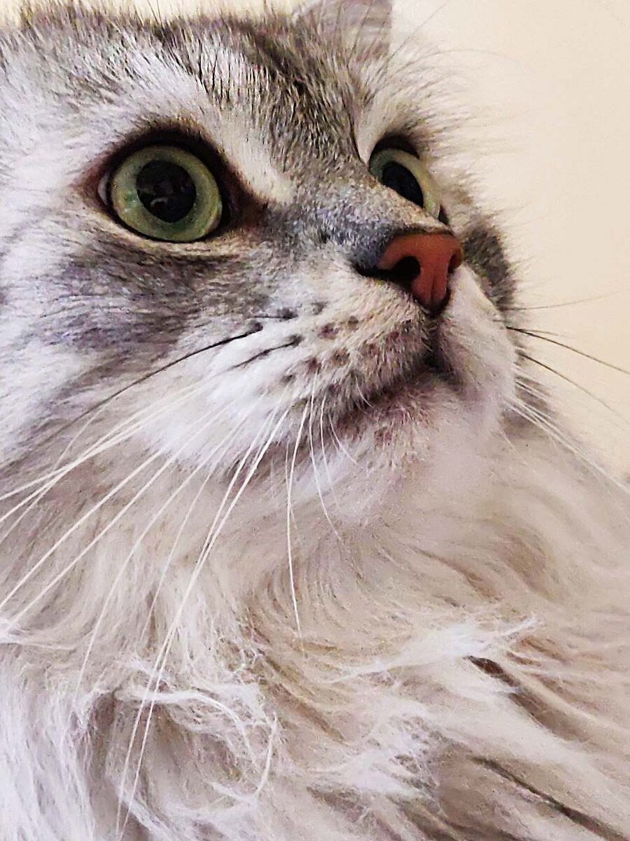 Кот Тимофей лицо Fresh SPA