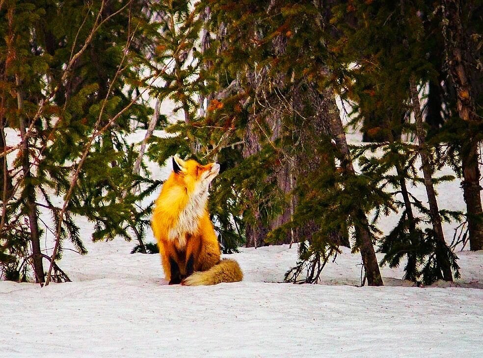 Иллюстрация к статье взята из свободного источника