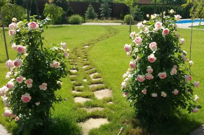 Roses, delphiniums and salvias at the David Austin rose gardens. London garden, 