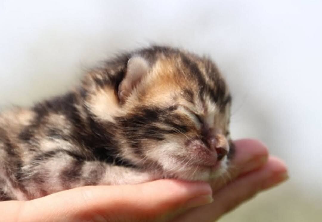 Бенгальский котенок.Сутки с момента рождения