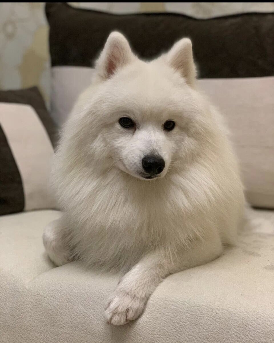 Японский шпиц Азарни❤️