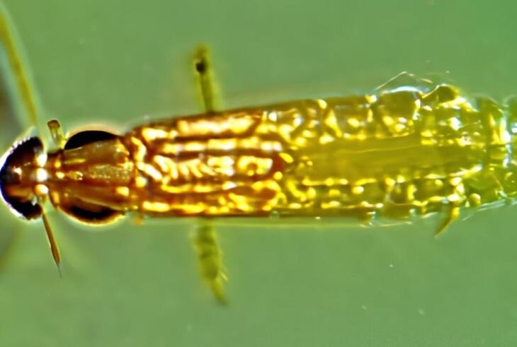    Как бороться с трипсом и победить