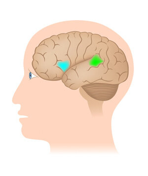 Области Брока (голубой цвет) и Вернике (зеленый цвет) Фото: © Alila Medical Media / Shutterstock / FOTODOM