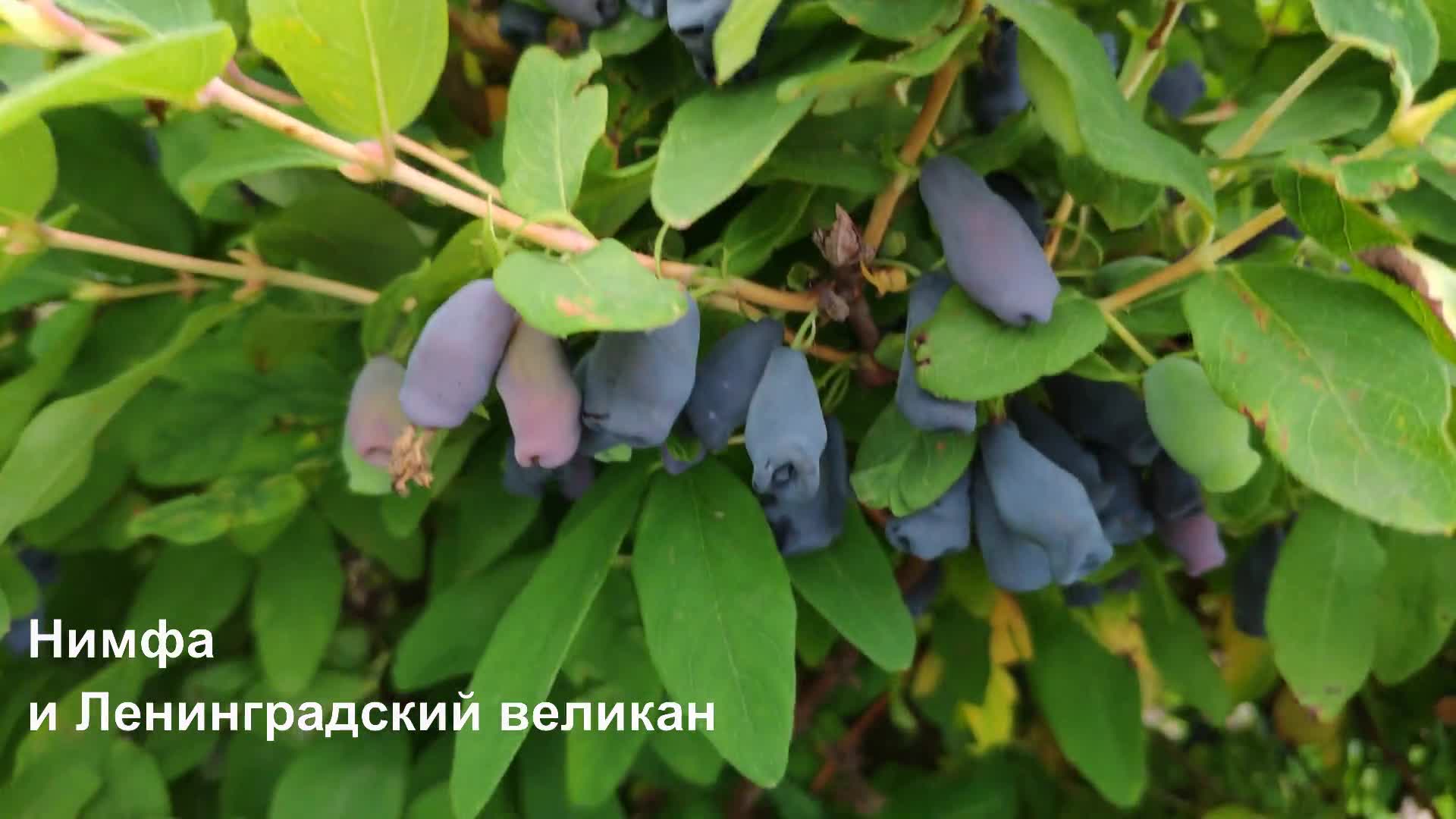 Жимолость ленинградский великан фото. Барский сад неокантри.