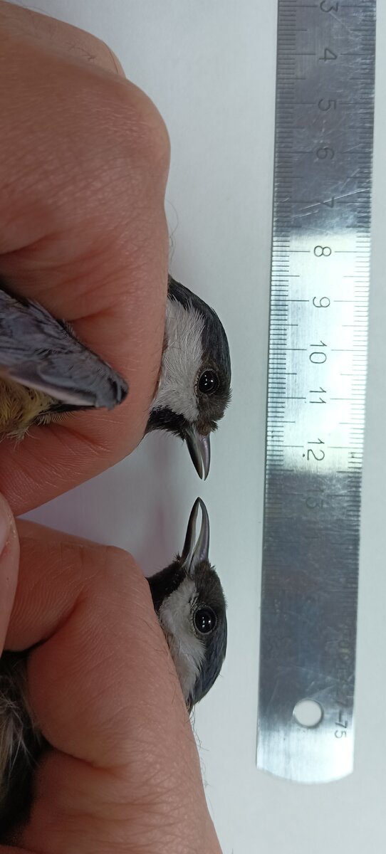 Сравним с нормой... 😮