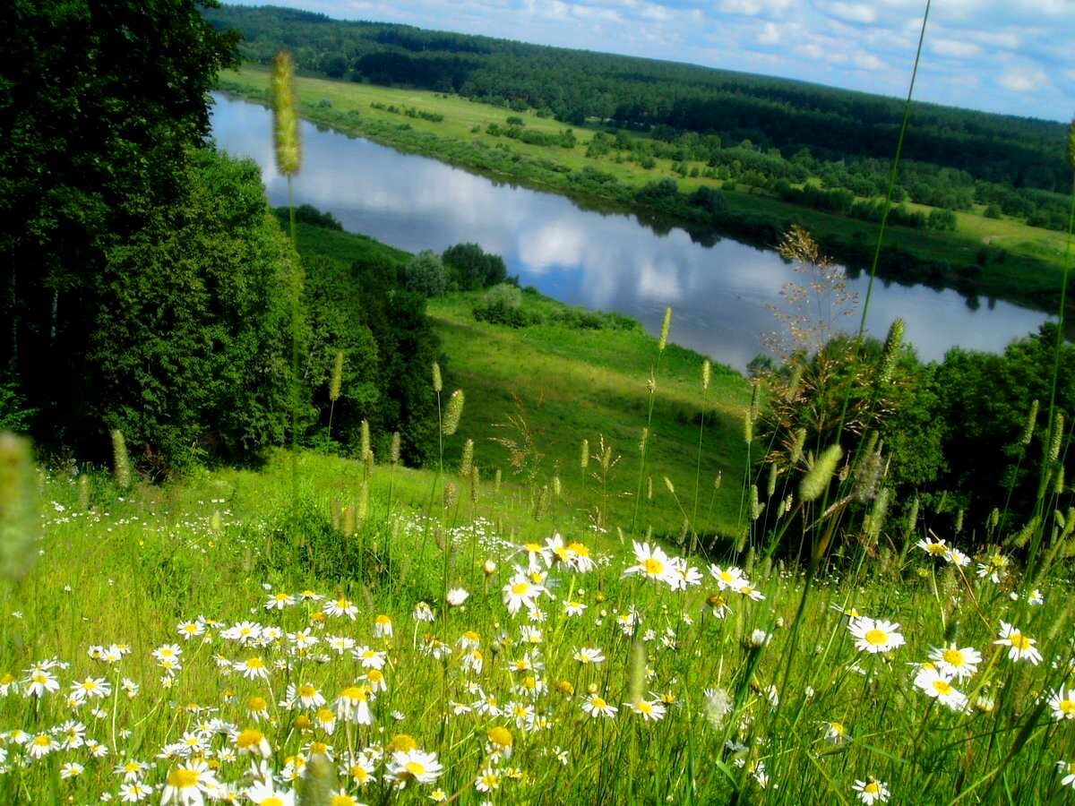 Леса и луга нашей родины. Луга Татарстана. Природа Березовая роща Полянка речка. Ромашково Березовая роща. Летняя природа.