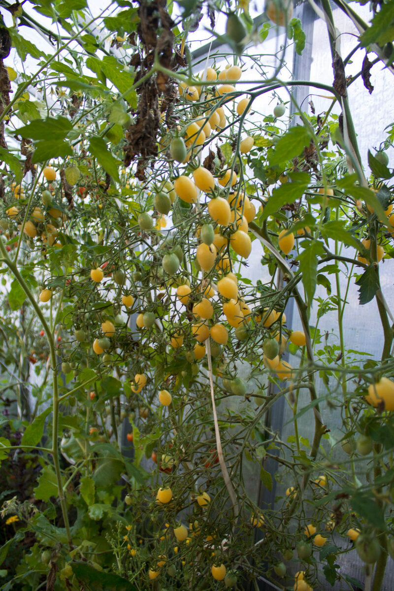 Сумасшедшие вишни Барри  в теплице