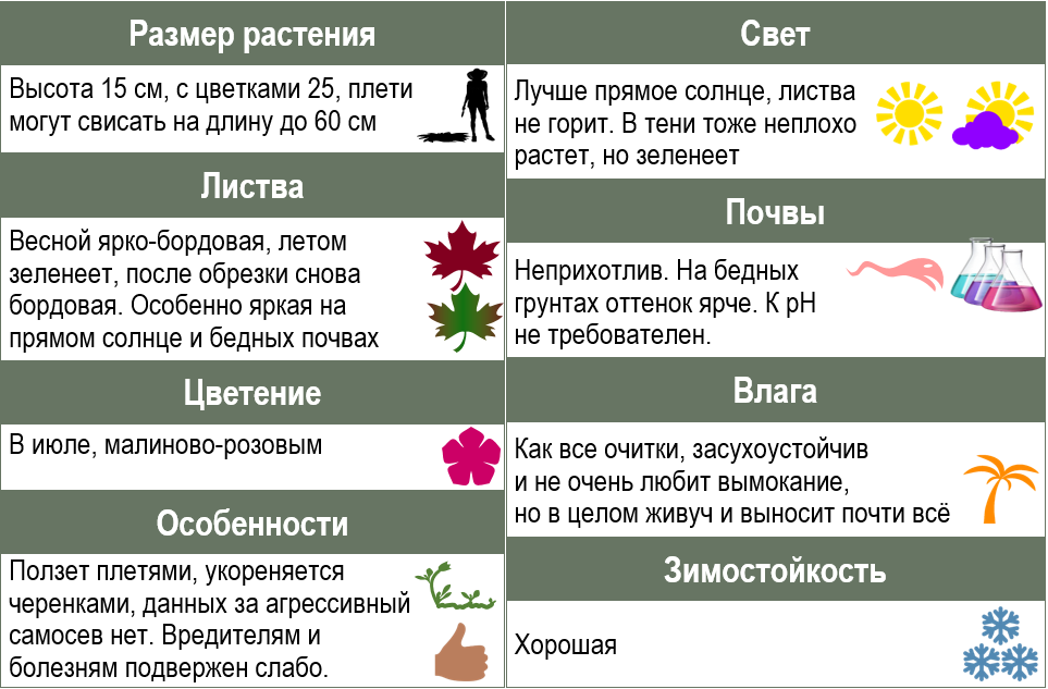 Портрет растения: очиток Вуду, 13 фото нашего сада | Сад под ...