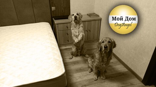 Dido Angel Торрент | Дзен