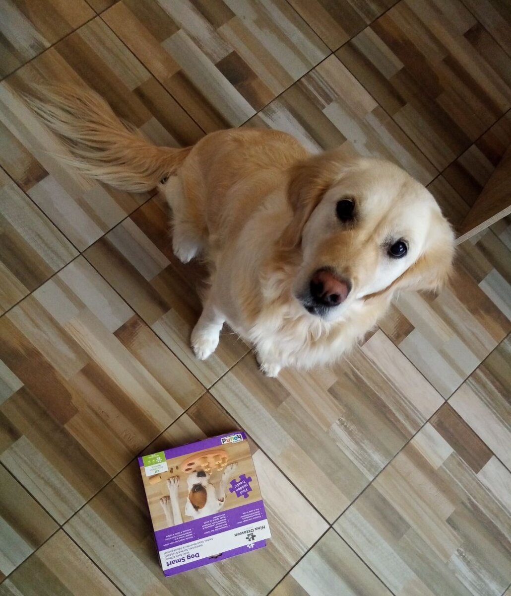 Коробка не должна быть большой или тяжелой. Вот с такой коробкой тренируется красавица Мия.