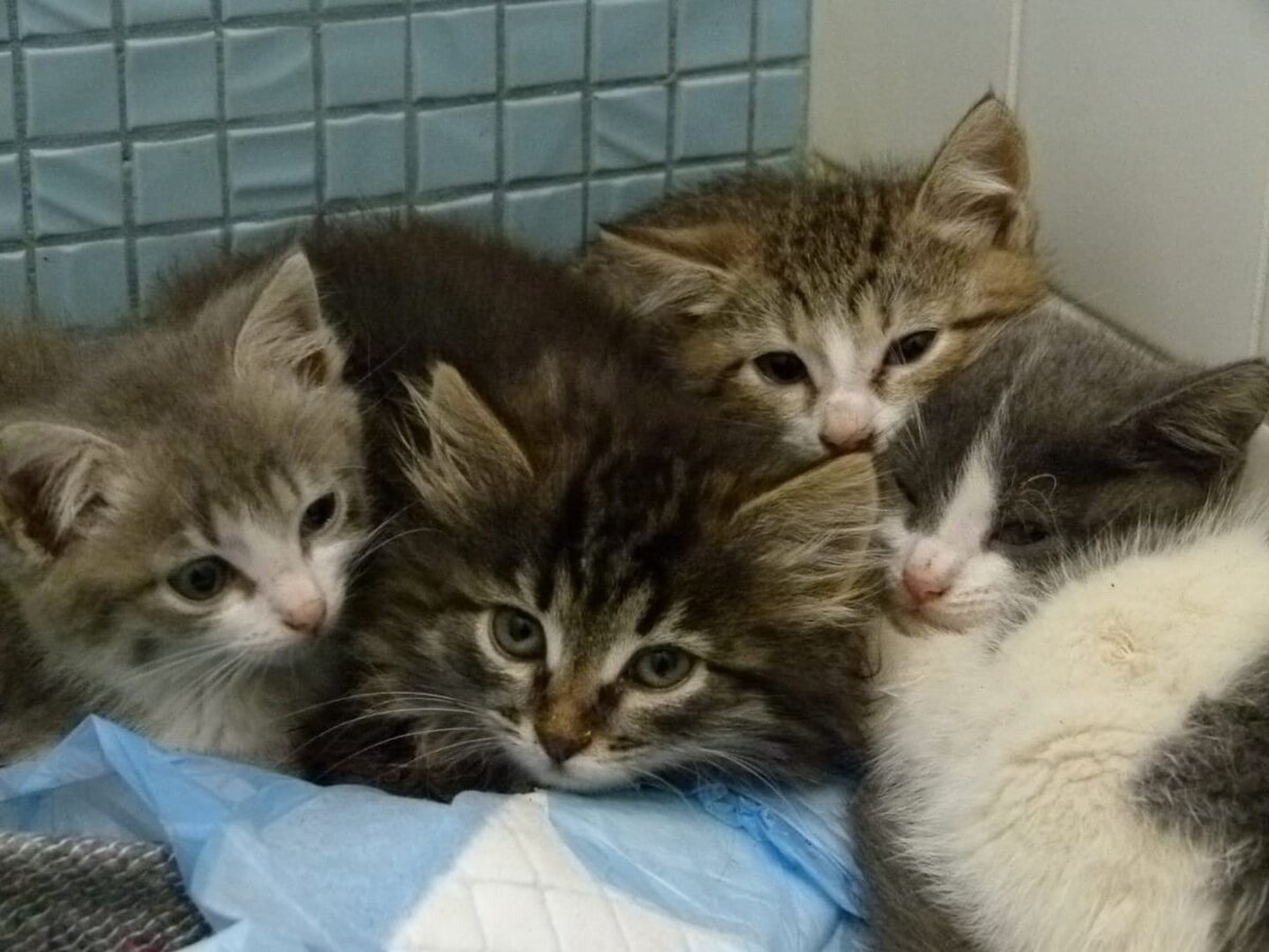 Вот такие котоклопики были