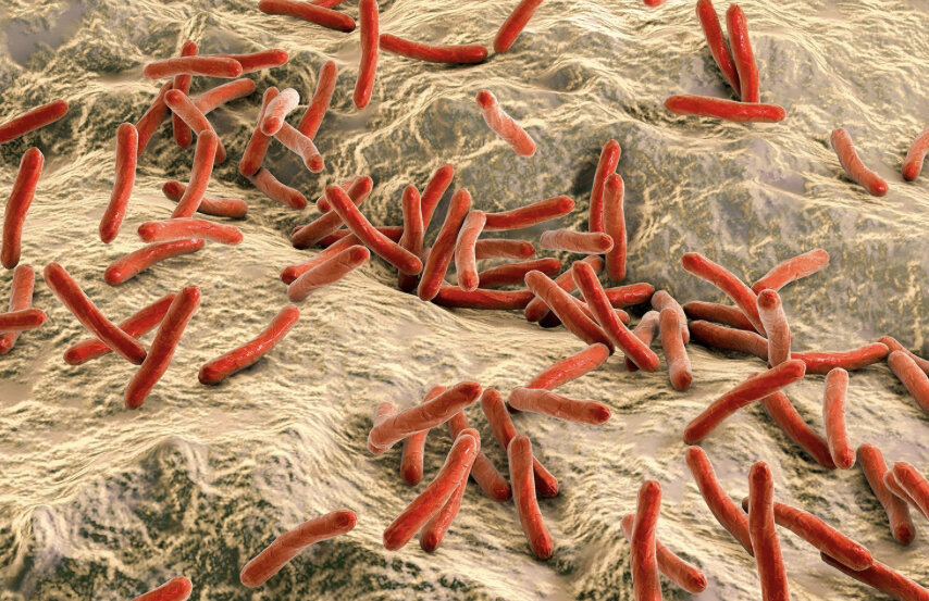 Фото из интернета. Туберкулёзные палочки. 