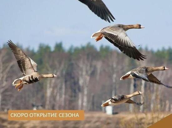    В Еврейской автономии установлены сроки охоты на уток ФОТО: департамент по охране и использованию объектов животного мира правительства ЕАО