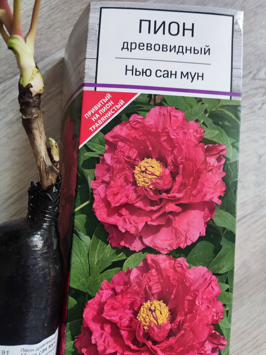 Пион древовидный Нью сан мун. Фото автора