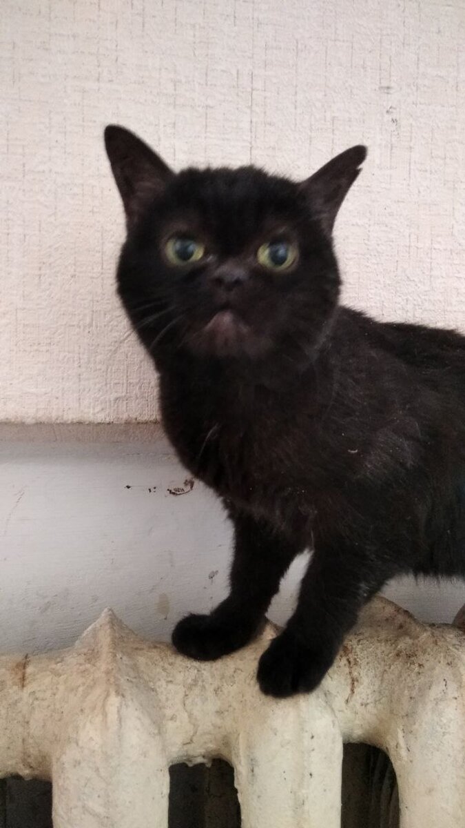 Сегодня на попечение нашего замечательного куратора Елены прибыла вот такая кошка. Помесь британца с персом. Никому не нужная. 