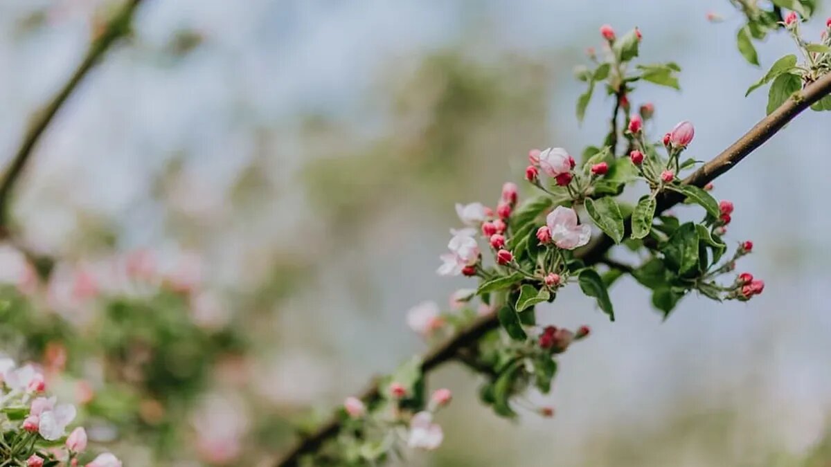 Погода в мае может стать теплой по-летнему. Фото: www.piqsels.com