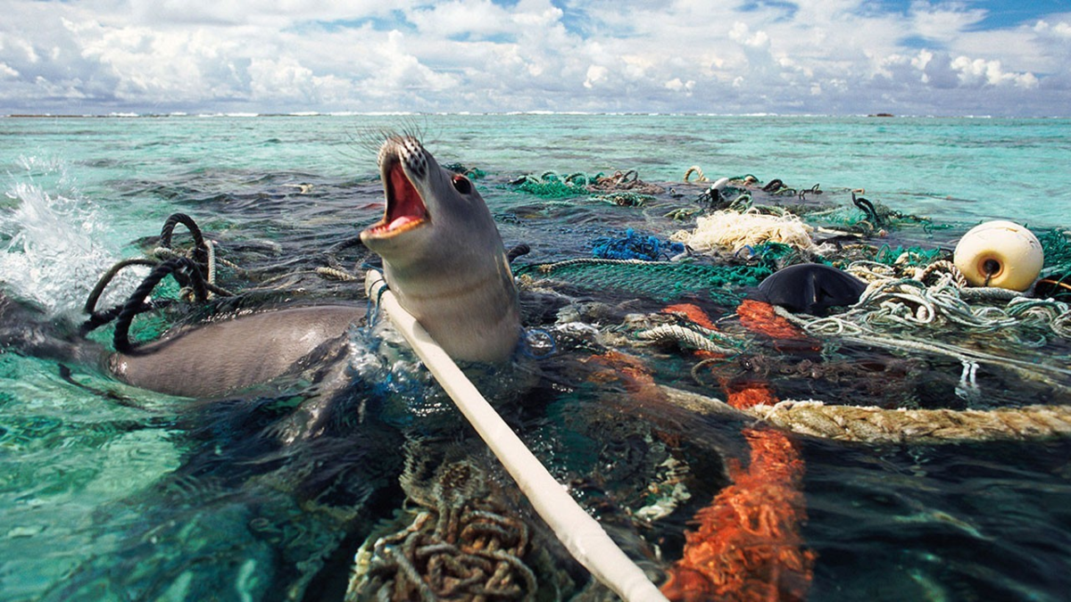 The lives in the ocean. Загрязнение мирового океана. Загрязнение вод мирового океана. Загрязнение морей и океанов. Экология морей и океанов.