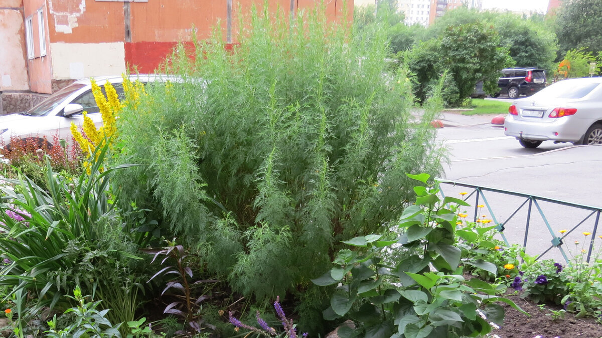 05.07.2022. Полынь лечебная "Божье дерево"