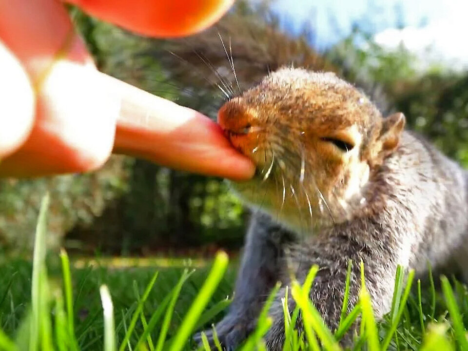     Суслик может укусить и заразить. Это нужно помнить при кормлении