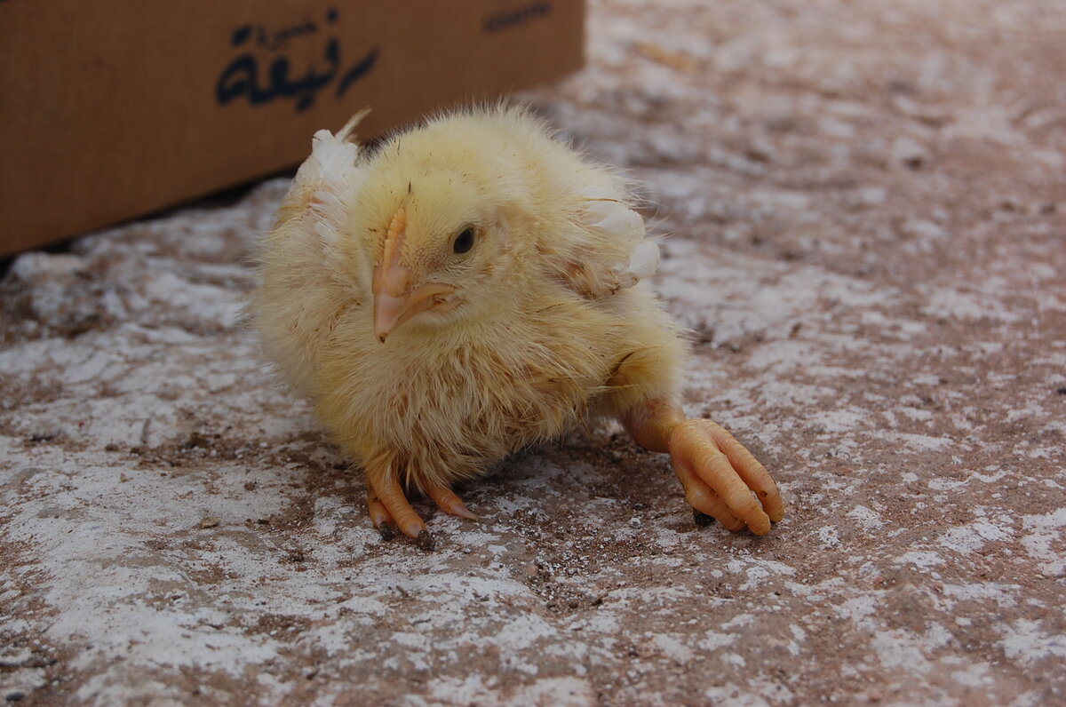 картинки яндекса