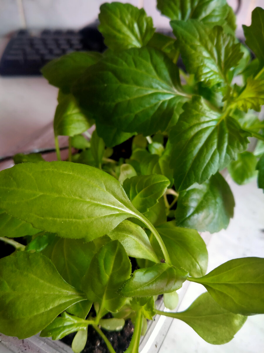 Вот! Вот такая она большая, прямо и лезет в кадр с криком, пора мне отдельно уже поселиться!