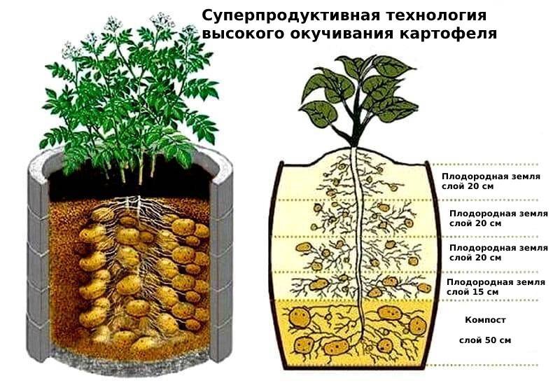 А давайте посадим картошку поглубже, и урожай увеличим впятеро ...