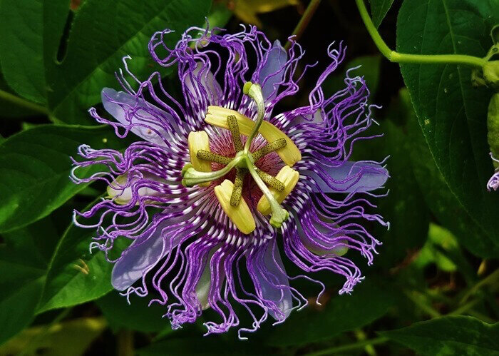 Страстоцвет, он же пассифлора инкарнатная (Passiflora incarnata) 
