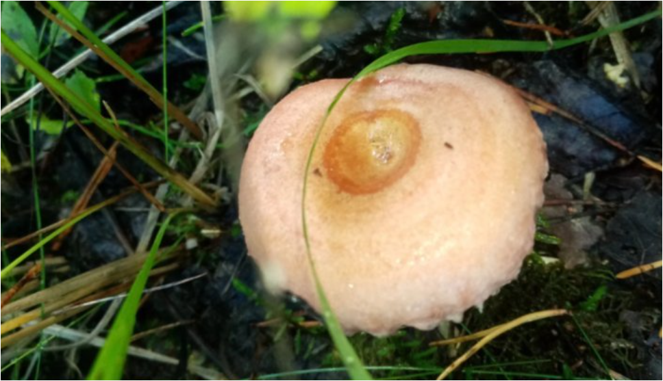 Волнушка, фото автора