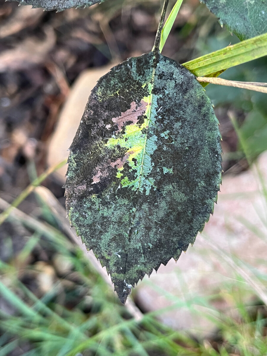 ВИДИМ - лист розы покрыт черным налетом.