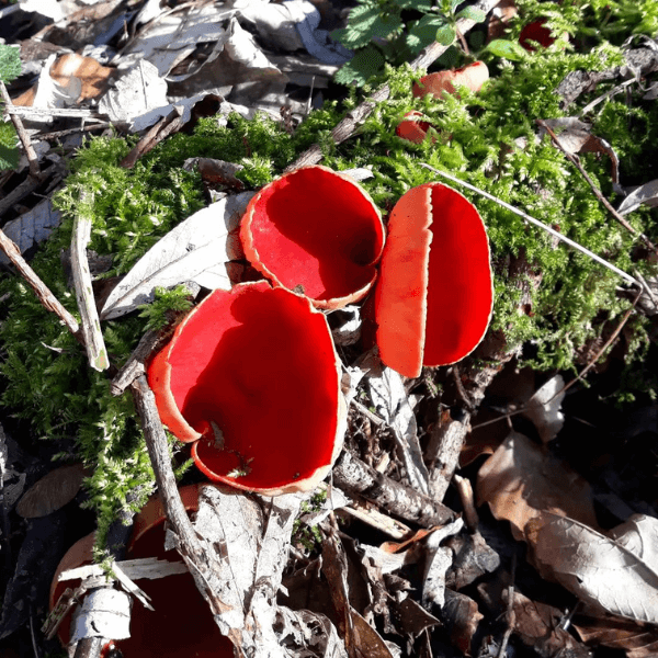 Саркосцифа алая в весеннем лесу. Источник: https://leso-vichok.ru  