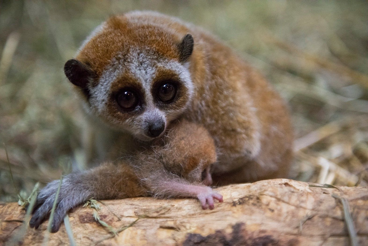 маленький хомяк джунгарик. маленькие животные и их названия. маленькие животные и их названия. песчаная лисица фенек. мармозетка фото и цена в россии.