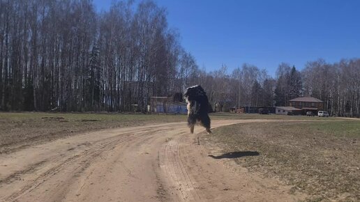 Вальке счастье превалило! Новый супер-мяч за 200р (уже десятый)😂