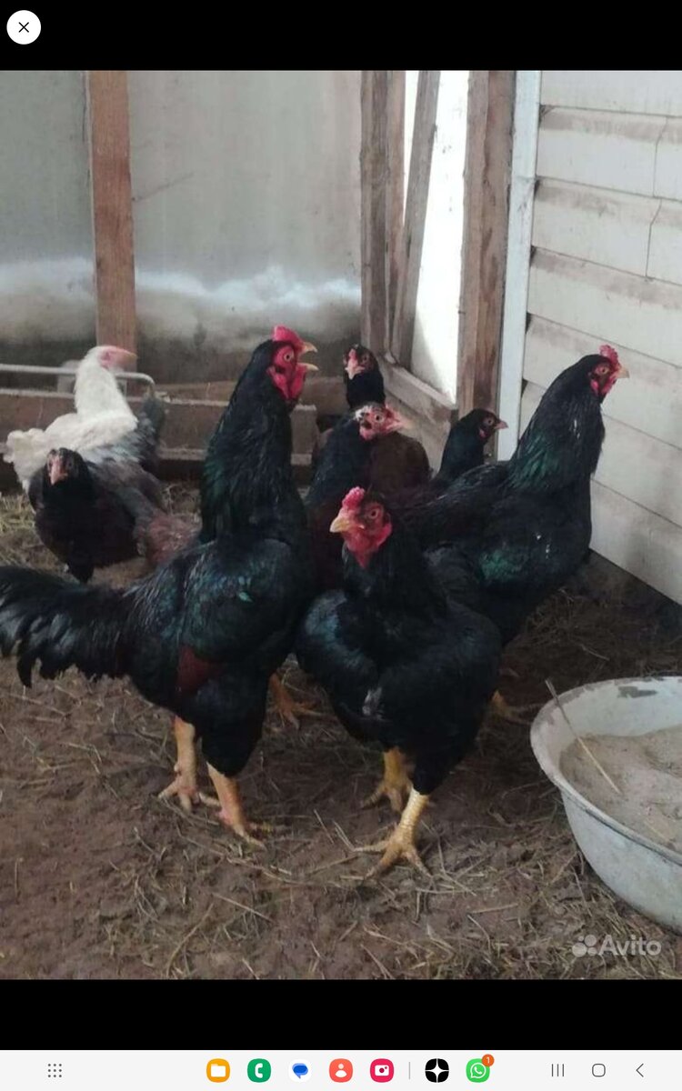 Петухи и куры Корнуэльской породы из моего хозяйства 