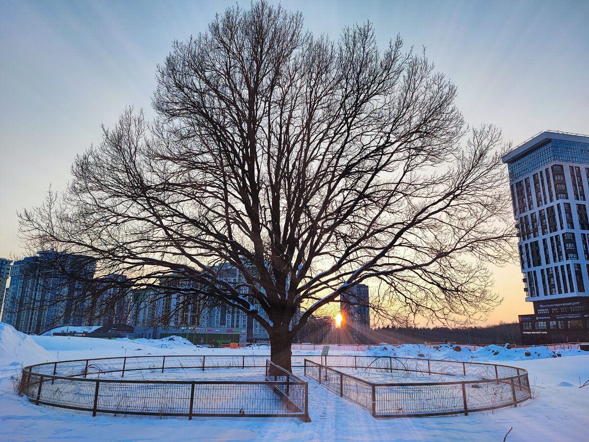 Обнинский дуб. 2023г