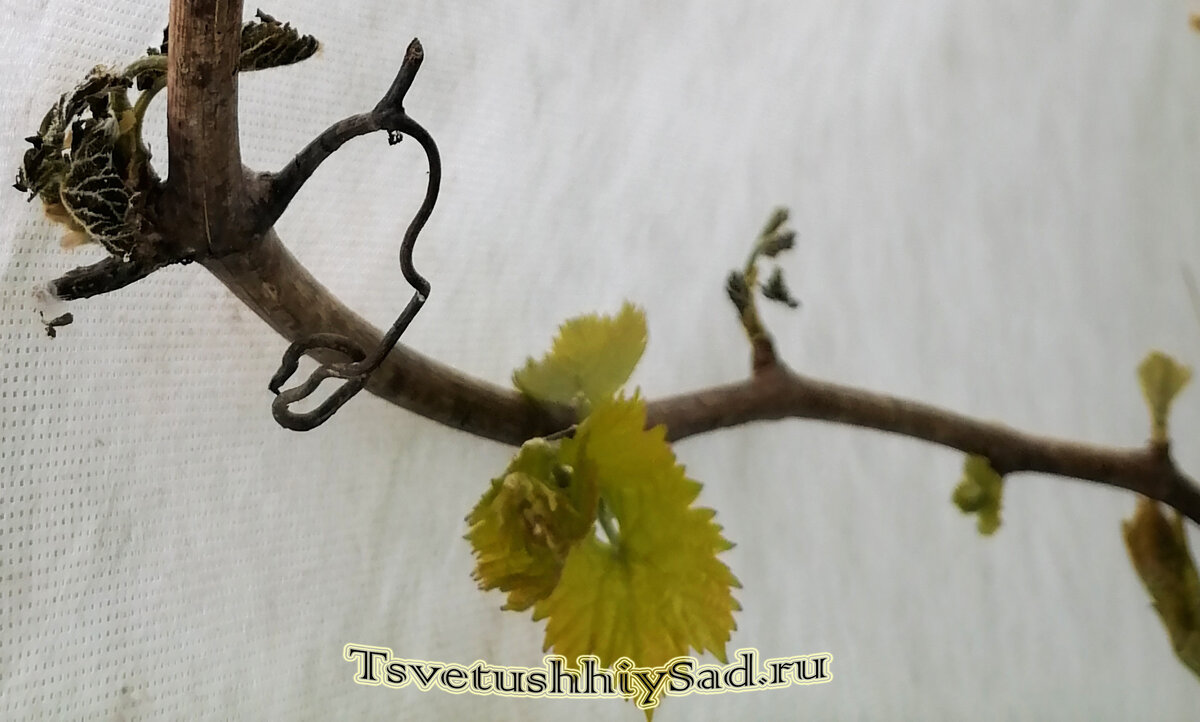 Виноградная лоза подмёрзла. На одной лозе целые и рядом подмерзшие почки и побеги.