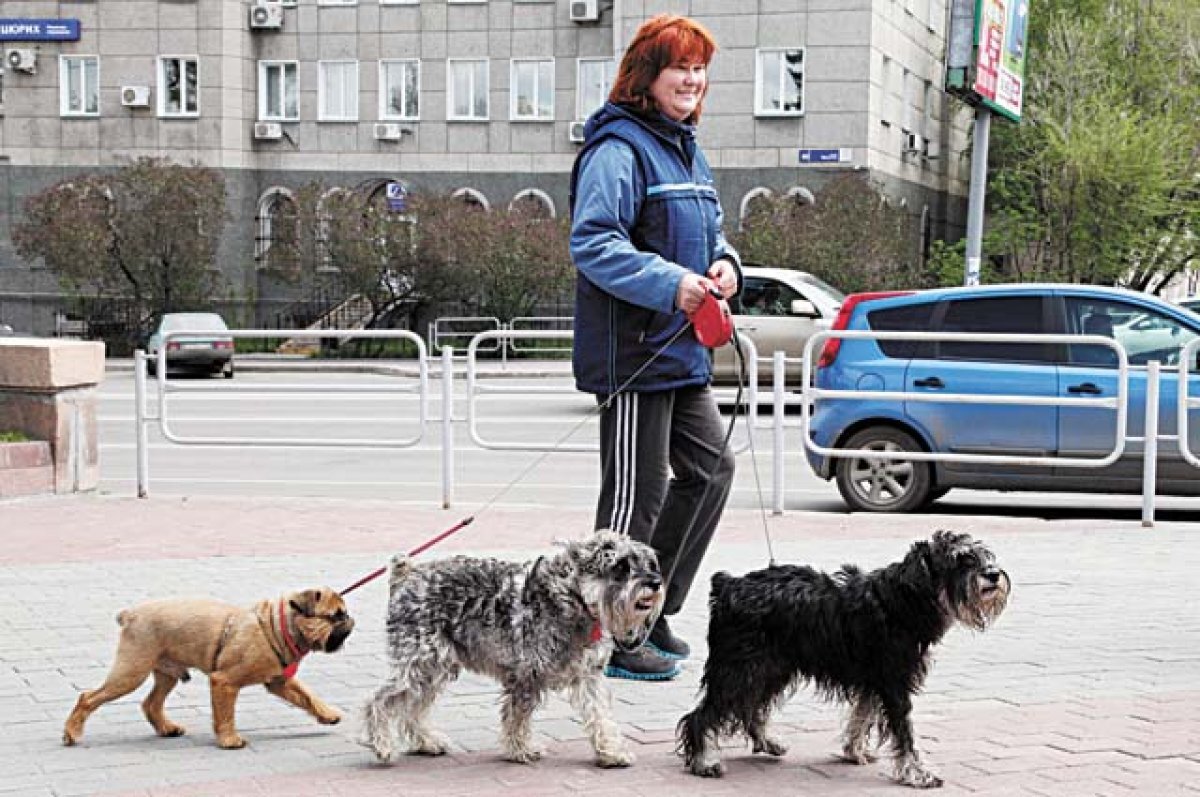    В городах Белгородской области построят по три площадки для выгула собак