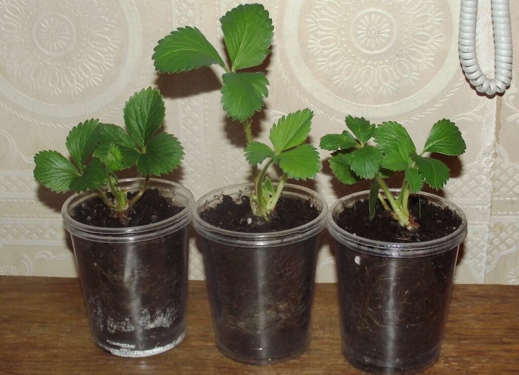 Прошлогодние саженцы.