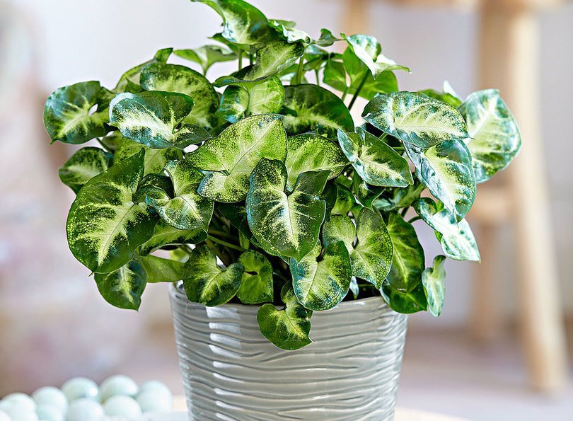 Плотный куст сингониума. Botanichka.ru