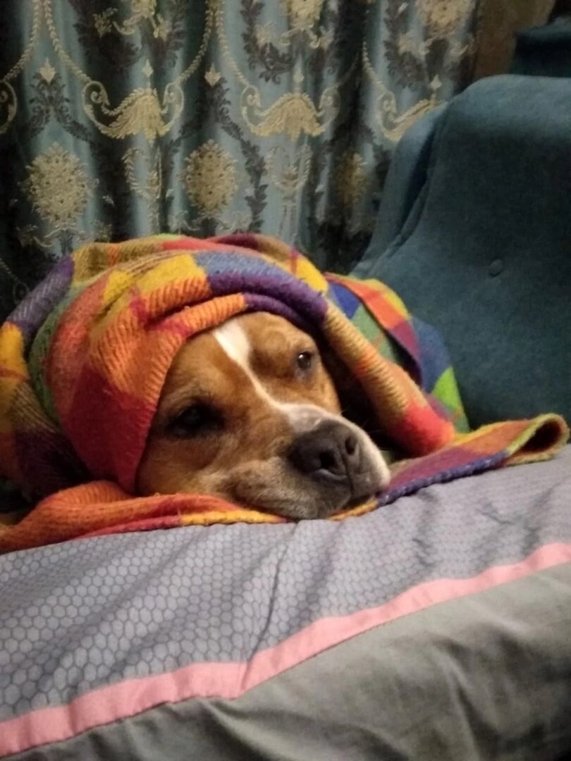 Бондик у старых хозяев