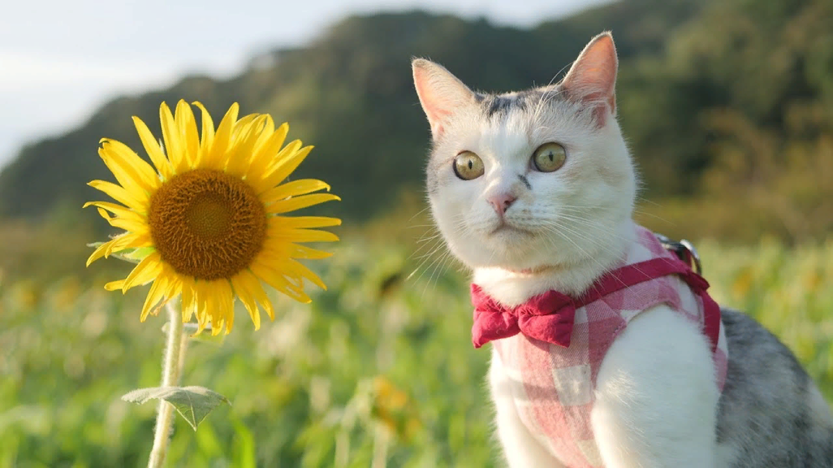 Кот летом. Котики лето. Июньский кот. Красивый кот лето.