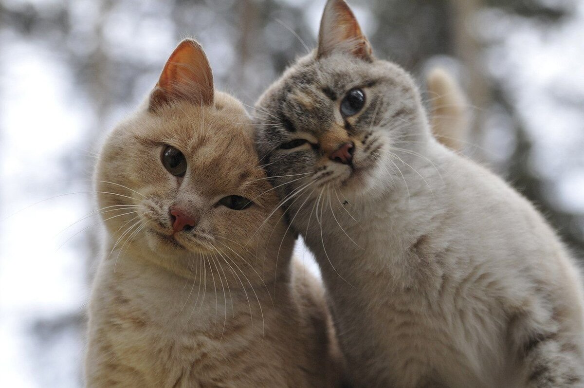 Одноухие котики