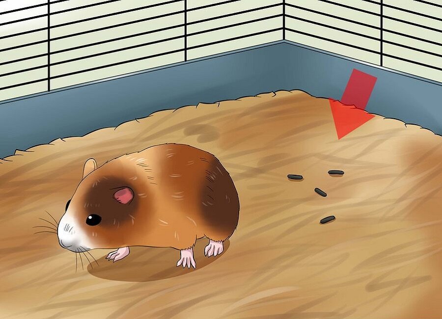 включи хомяк сиреноголового