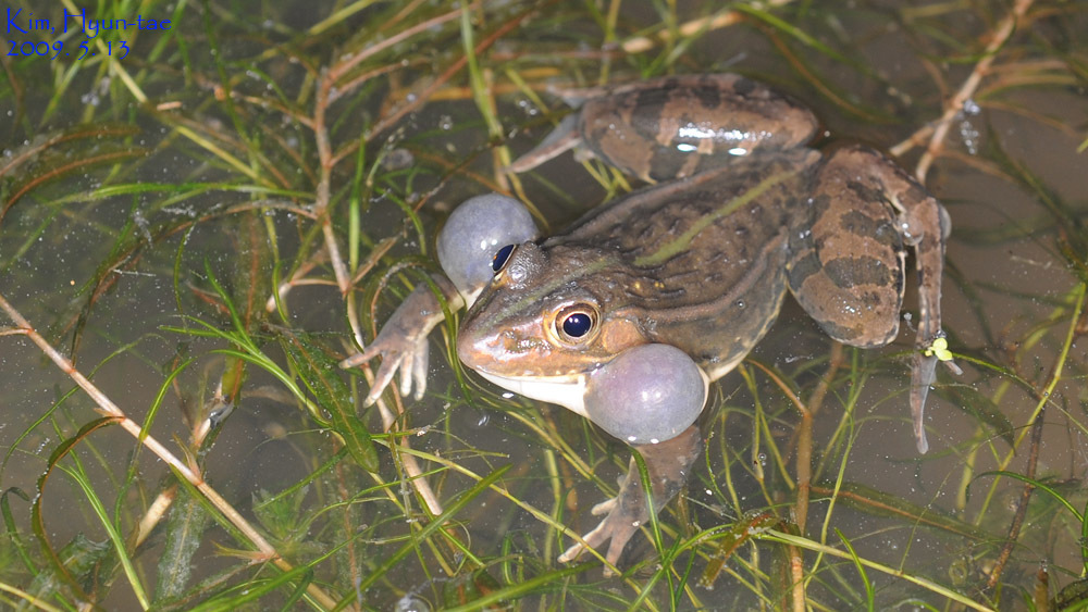 Почему лягушки не пьют. Озерная лягушка Pelophylax ridibundus. Озёрная лягушка Rana ridibunda. Озерная лягушка Pelophylax ridibundus (Pallas, 1771). Озерная лягушка резонаторы.