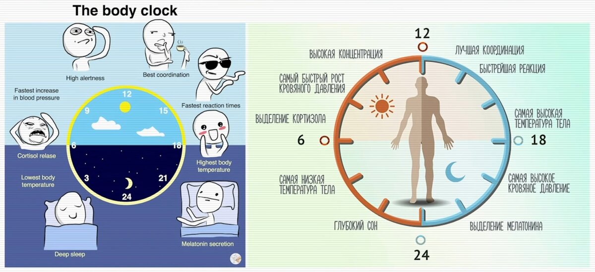 Время тела человека. Циркадные биоритмы человека. Сон биоритмы циркадные ритмы. Циркадные циклы сна. Суточные биологические ритмы.