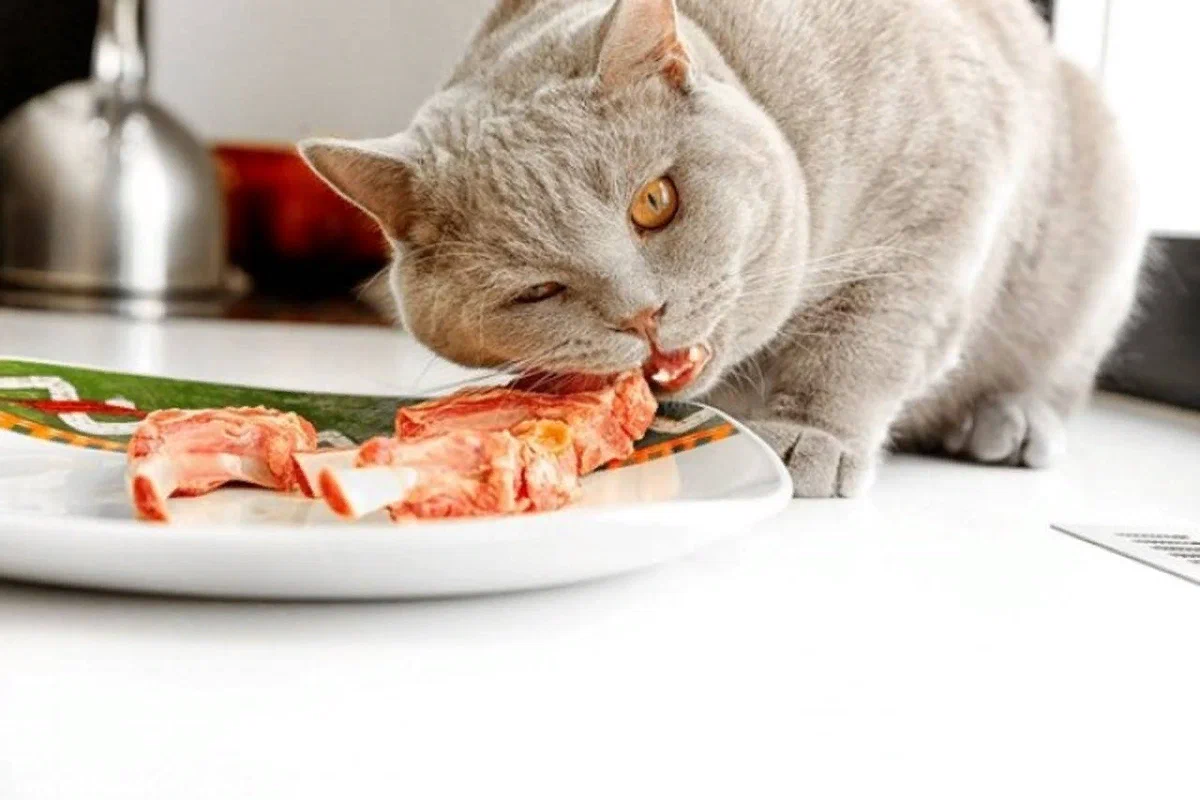 Можно ли кошкам сырое. Кошка кушает. Еда для кошек. Кушать. Кошка завтракает.