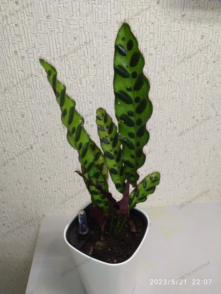 Calathea lancifolia