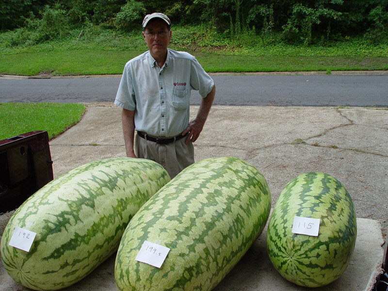 Выше арбуз. Арбуз сорта Carolina Cross 180. Ковтун тарвуз. Giant Watermelon 'Iwanaga giant' f1 Seeds. Самый большой Арбуз в мире 122 кг.