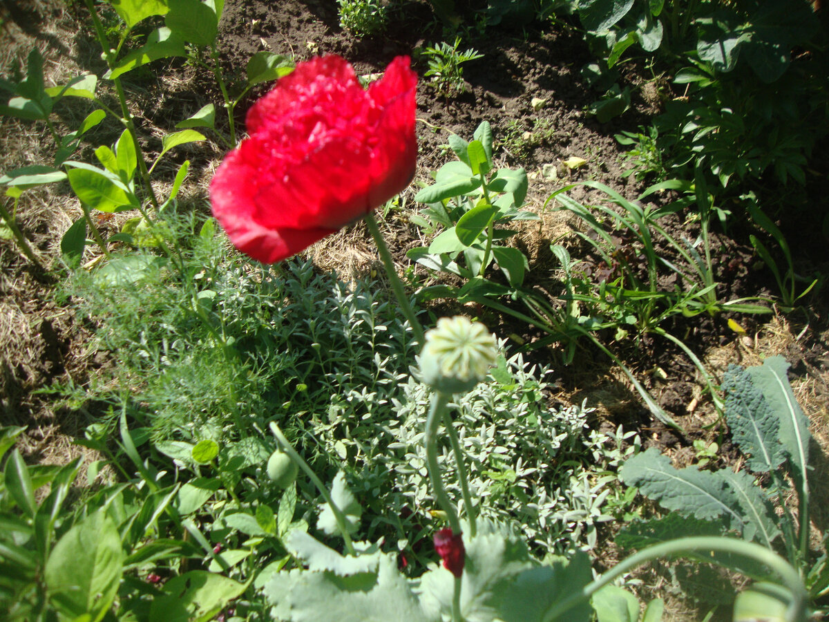 газон да клумбы